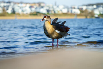 An Egyptian goose at a lake. The Egyptian goose belongs to the genus of semi-geese. It is of African origin and lives on lakes and rivers. The sun shines on the animal's head.