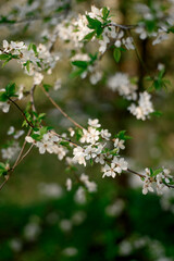 Obraz premium Spring blossom background. Beautiful nature scene with blooming tree and sun flare. Sunny day. Spring flowers. Beautiful Orchard. Abstract blurred background. Springtime