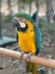 Vibrant parrot with on a pole