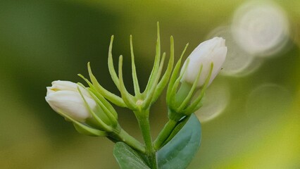 Close-up of an Arabian Jasmine flower, white bloom on a plant background