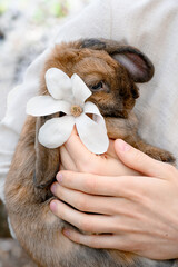 a girl with a rabbit. holding a cute fluffy rabbit. Friendship with the Easter Bunny. Spring photo....
