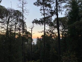 Fototapeta premium Sunlight filters through treetops in a forest