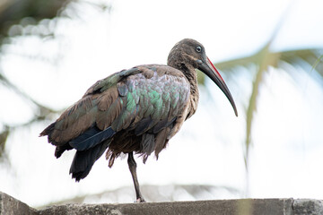 Hadada ibis, shot was taken in Nairobi, Kenya.