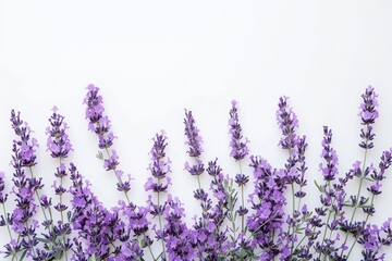 Purple flowers against white background