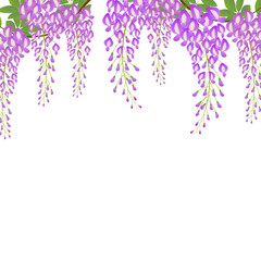 wisteria flower vector illustration