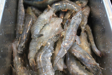 uncooked shrimp on a container