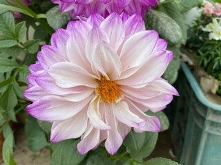 flowers,plant,white,pink,nature