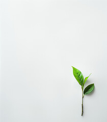 Minimalist photo of green leaf on a white background.Copy space,top view,flat lay.