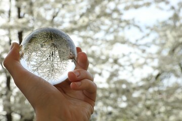 Beautiful tree with white blossoms outdoors, overturned reflection. Man holding crystal ball in spring garden, closeup. Space for text