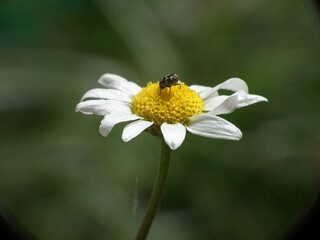 Obraz premium Coleottero dei tappeti