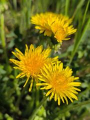 yellow dandelion flower,blackboard