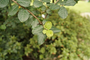 green leaves on a branch