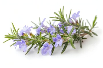 Rosemary branch and flowers on a white surface