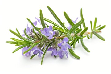 Fototapeta premium Rosemary flower isolated on white background