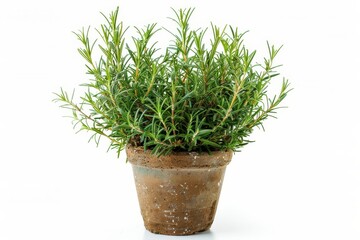 Fototapeta premium Rosemary in vase white background