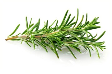 Fototapeta premium Rosemary leaf spice isolated on white background
