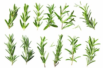 Fototapeta premium Rosemary leaves on white background