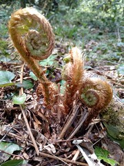 fern plant just blooms in spring