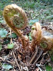 fern plant just blooms in spring