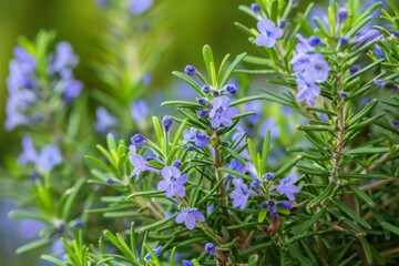 Rosemary plant with blue and violet flowers used in cooking and medicine