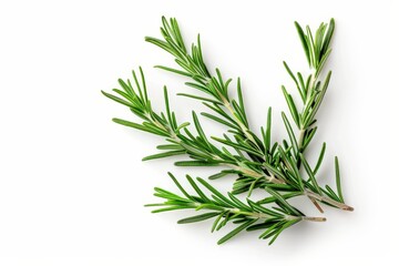 Rosemary viewed from above with white background