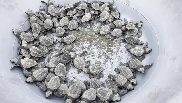 Olive ridley sea turtle babies inside a bucket before being released into the wild on Playa Termales beach on the Pacific Coast in the Chocó department in Colombia