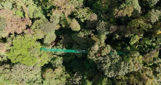 Suspension Bridge in the Jungle