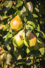 Branch of ripe organic cultivar of pears close-up in the summer garden