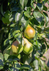 Branch of ripe organic cultivar of pears close-up in the summer garden
