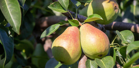 Branch of ripe organic cultivar of pears close-up in the summer garden