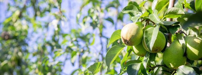 Branch of ripe organic cultivar of pears close-up in the summer garden