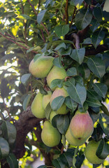 Branch of ripe organic cultivar of pears close-up in the summer garden