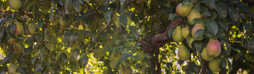 Branch of ripe organic cultivar of pears close-up in the summer garden