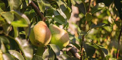 Branch of ripe organic cultivar of pears close-up in the summer garden