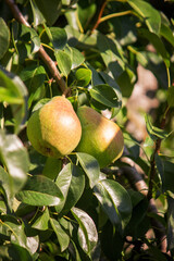 Branch of ripe organic cultivar of pears close-up in the summer garden