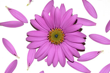 Pink African Daisy Flower with flying falling Petals on White Background