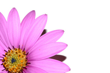 Pink African Daisy Flower with Petals on a White Background