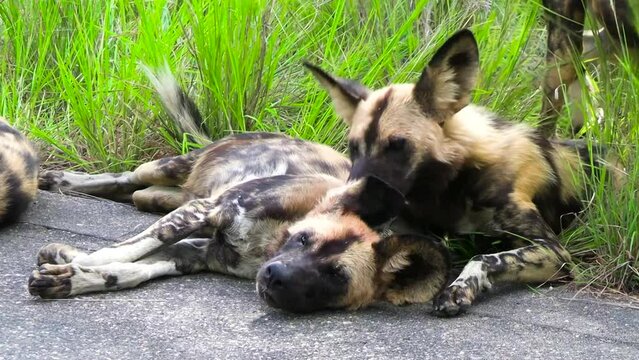 African wild dog grooming other dog, lick and bite near ear fur, South Africa