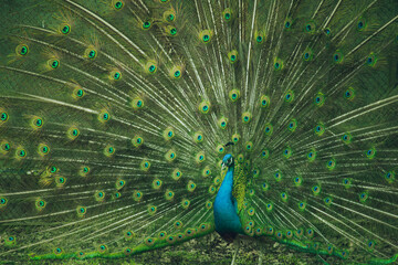 Portrait of beautiful peacock with feathers out