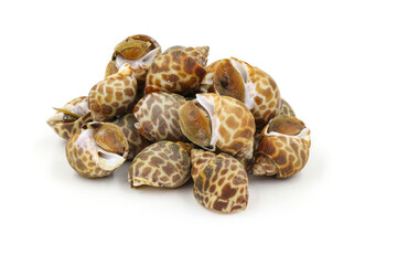 Roasted Sweet shellfish isolated on white background. Fresh seafood.