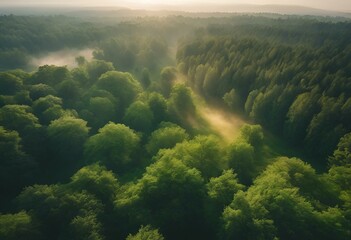 AI generated illustration of the sunlight filtering through fog in a lush green forest