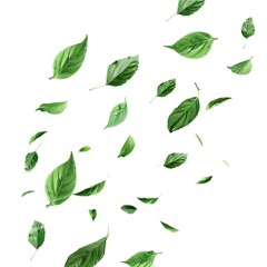 Green leaves movement falling down