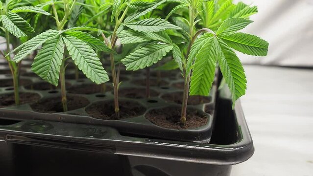 hemp propagation rooting of cannabis clones indoors using plastic domes and coir substrate green marijuana leaves