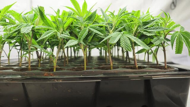 cannabis cutting rooting of marijuana clones in a plastic dome using natural hormones. hemp research