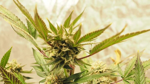 cannabis flowering small autoflowering plant close up of bud