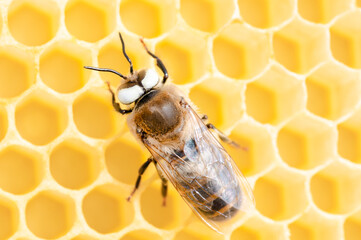 White eyed honey bee drone