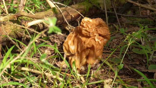 Spring edible morel mushroom in the forest