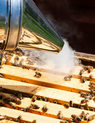 Smoking honey bees on top of a hive
