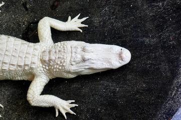 Alligator albino