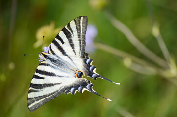 Iphiclides podalirius butterfly in flight